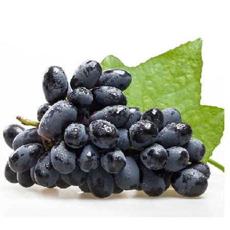 【预售 预计9月20日发货】新疆黑加仑葡萄